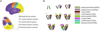 Trait and state-related characteristics of thalamo-cortical circuit disruption in bipolar disorder: a prospective cross-sectional study